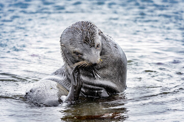 It's Antarctic fur seal in the water (Arctocephalus gazella)
