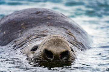 It's Elephant seal (sea elephants), large, oceangoing seal in the genus Mirounga