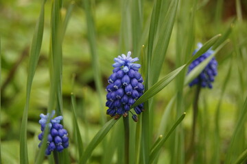 blue flowers in the garden