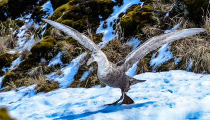 It's Albatross is about to take off. South Georgia, South Atlantic Ocean.