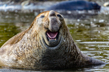 It's Elephant seal laughs. South Georgia, South Atlantic Ocean.