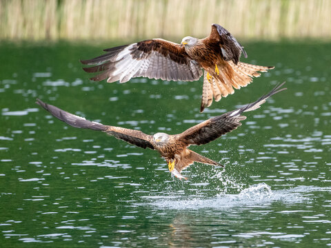Zwei fliegende Rotmilane - ein Fisch