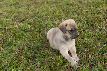 labrador dog puppy on lawn, just one month old.