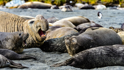 Fototapeta premium It's Various species of atlantic seal. South Georgia, South Atlantic Ocean.
