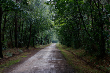 Fototapeta na wymiar Route forestière en Sarthe