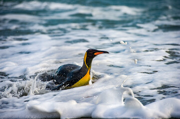 It's King penguin swims in the water. South Georgia, South Atlantic Ocean.