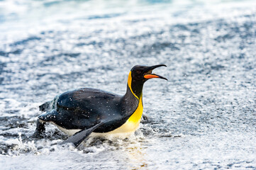 It's King penguin swims in the water. South Georgia, South Atlantic Ocean.