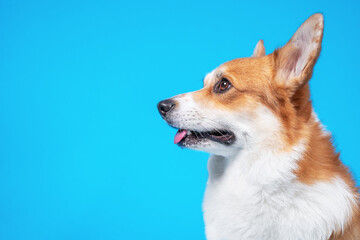 Profile portrait of funny welsh corgi pembroke with open mouth smiles on blue background, copy...
