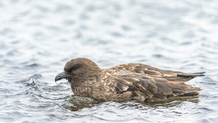 It's Brown albatross close up
