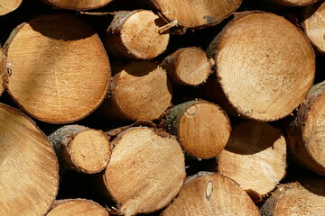 Aufgestapelte Holzst&auml;mme