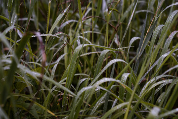 dewdrops on the grass taken close-up, macro, top view, water