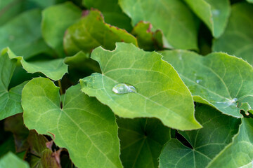 Wassertropfen auf einem Blatt