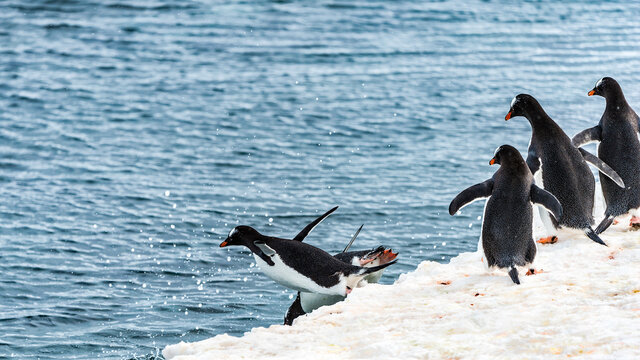 It's Group of penguins watch their friend jum into the water in Antarctica