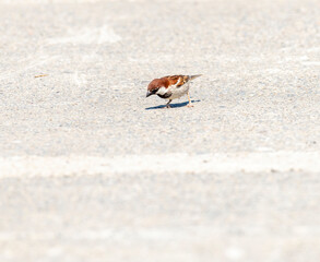 house sparrow
