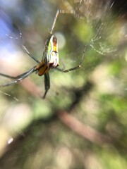 An orb weaver spider in it’s web between two trees on a sunny spring afternoon 