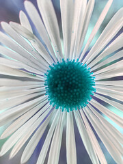 Turquoise rendition of a wild aster flower