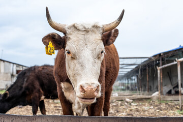 meat breed of bulls and cows at the cattle factory