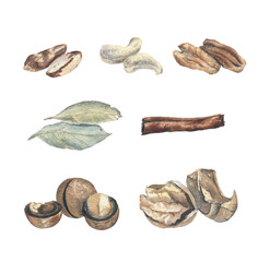 Set of nuts and spices watercolor illustration. There are Brasil nut, cashew, pecan, macadamia, walnut, cinnamon and bay leaf. Fine and detailed realistic illustrations on a white isolated background.