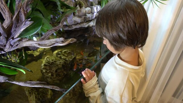 Fethiye, Turkey - 11th of June 2020: 4K Kid watches gold-fish swimming in home paludarium
