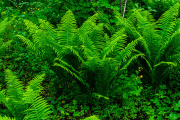 Green fern plants in the forest on spring