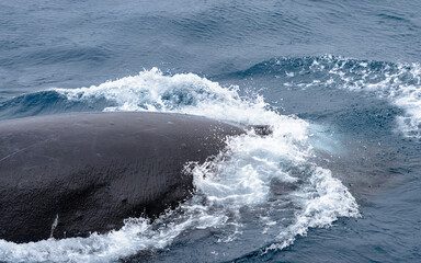 Antarctica, South Pole