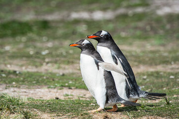 It's Close up of a gentoo penguin in Antarctica