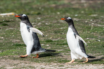 It's Close up of a gentoo penguin in Antarctica