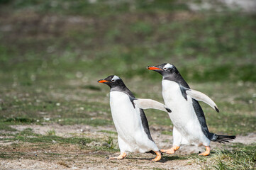 It's Close up of a gentoo penguin in Antarctica