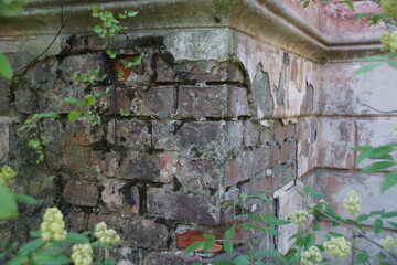 old brick wall with moss