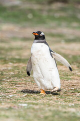 It's Close up of a gentoo penguin in Antarctica