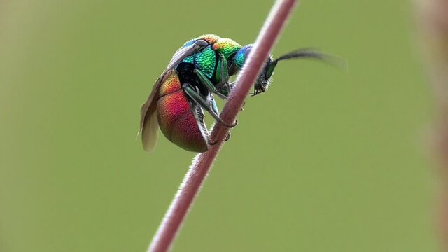 Goldwespe (Chrysididae) in der Eifel, Deutschland