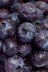 Close up of fresh blueberries with water drops.