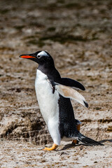It's Close up of a gentoo penguin in Antarctica