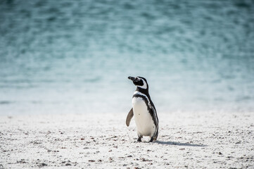 Naklejka premium It's Little penguin on the shore of the ocean in Antarctica