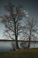 Two trees growing together by the lake overgrown with green grass.