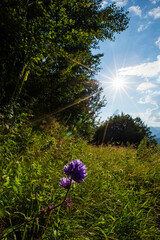 Summer landscape in Apuseni Mountains, Romania