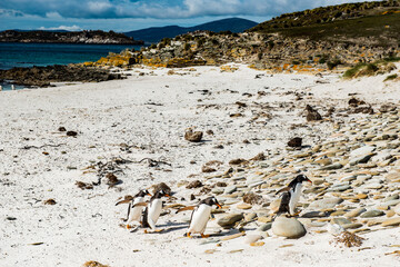 It's Gentoo penguins climb the hill