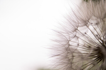 Beautiful dandelion macro abstract
