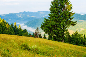 Fototapeta na wymiar Summer landscape in Apuseni Mountains, Romania