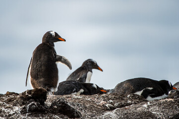 It's Gentoo penguin from Antarctica
