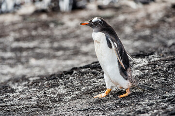 It's Gentoo penguin from Antarctica