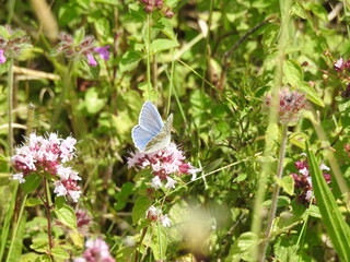 Blue butterfly on a meadow with flowers