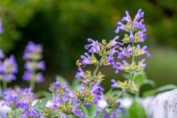 Blaue Blüten mit einer Biene die nach Nektar sucht