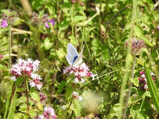 Blue butterfly on a meadow with flowers
