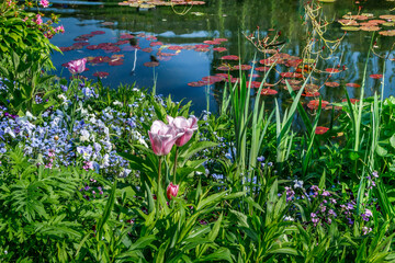 Beautiful blooming flowers, pink tulips and plants growing on the pond with water lilies. Giverny,...