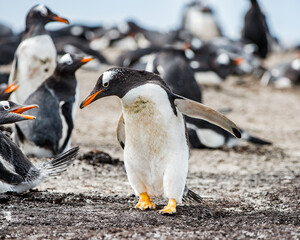 Fototapeta premium It's Close view of a gentoo penguin