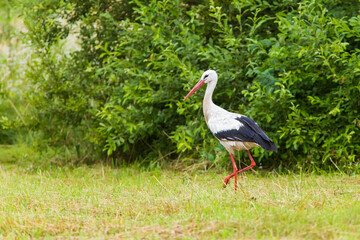 white stork in summer