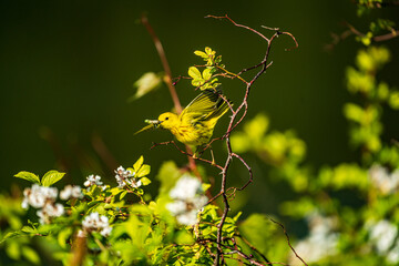 Yellow Warbler in Flight