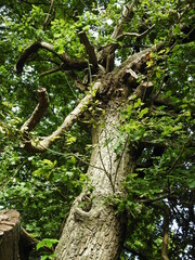 Tree and branch resembling an elephant