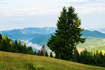 Summer landscape in Apuseni Mountains, Romania